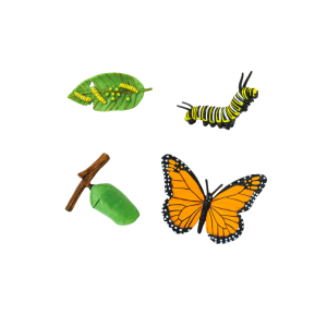 Ciclo Mariposa