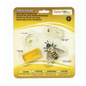 Ciclo de vida de la abeja