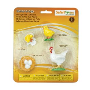 Ciclo de vida del pollo
